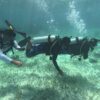 Holchan Marine Reserve Day Pass