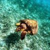 Holchan Marine Reserve Day Pass